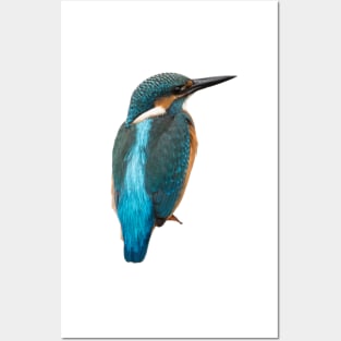 Close-up of a common kingfisher or Alcedo atthis Posters and Art